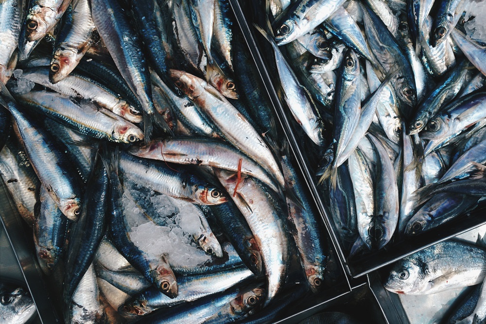 Последние научные исследования о пользе рыбы для здоровья